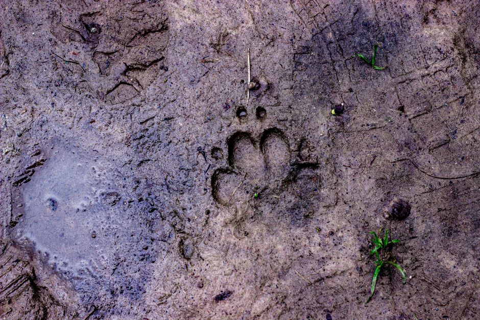 Close-up of an animal paw print on a muddy ground, showcasing nature's presence.