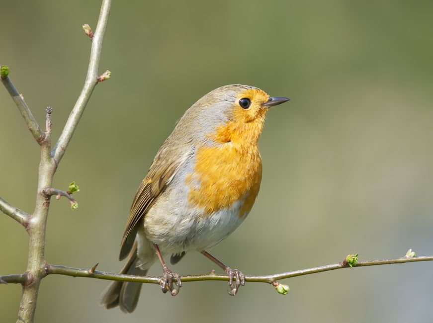 European robin perched on a budding branch, showcasing vibrant plumage in a natural setting.