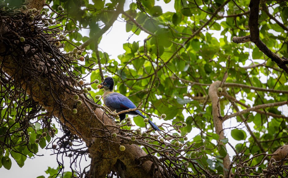 A vibrant crowned bird feeds on fruit amidst thick green foliage of a large tree.