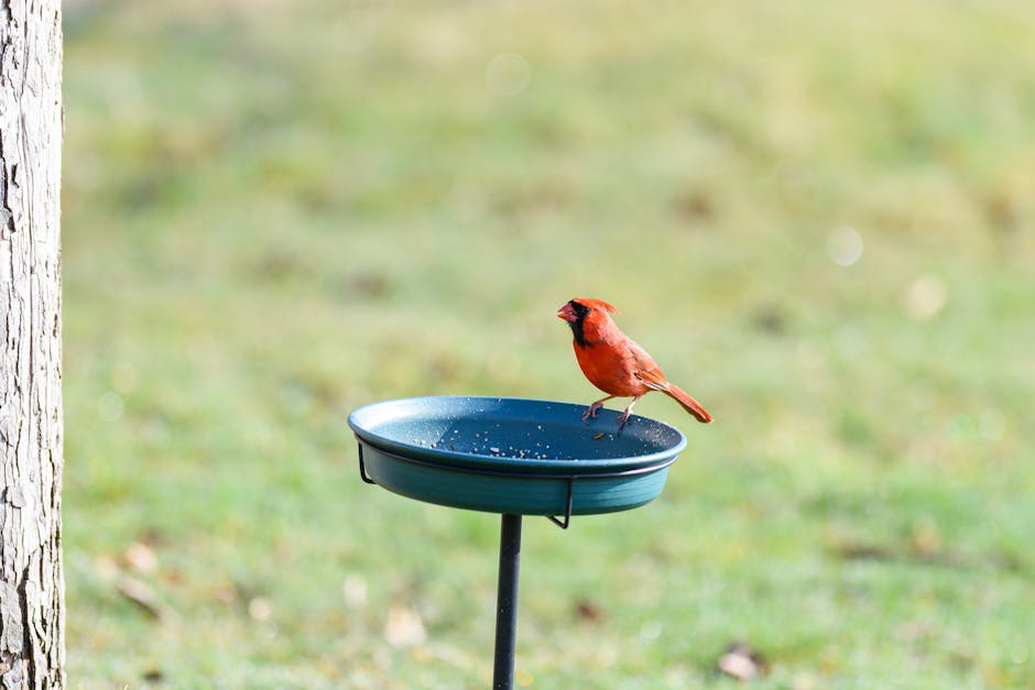 A vibrant Northern Cardinal perched on a feeder outdoors in Canonsburg, Pennsylvania.