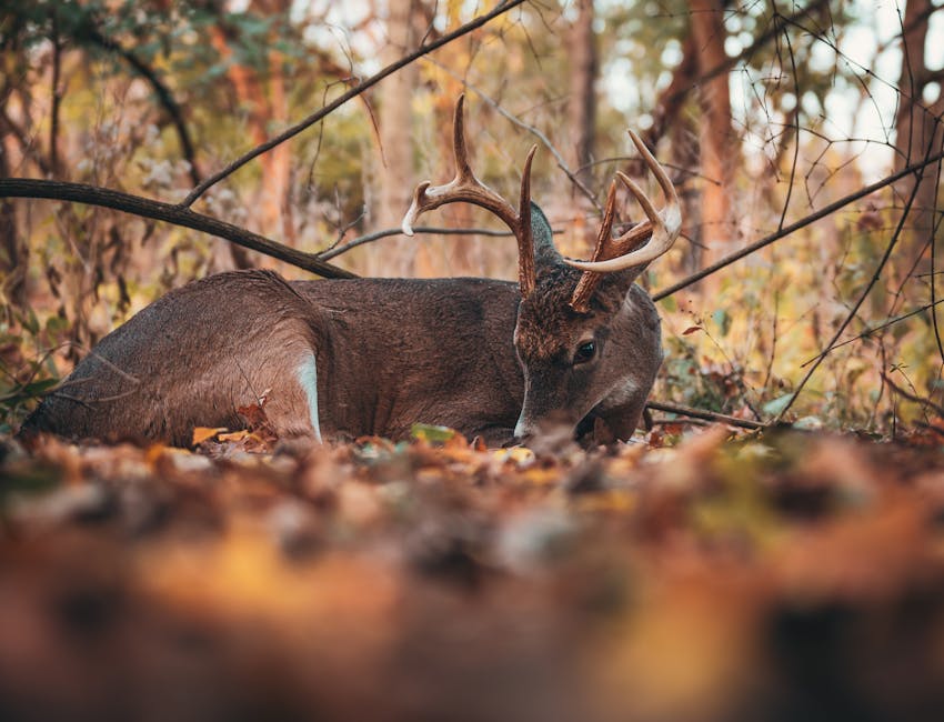 A white-tailed deer with antlers resting on forest floor amidst autumn foliage.