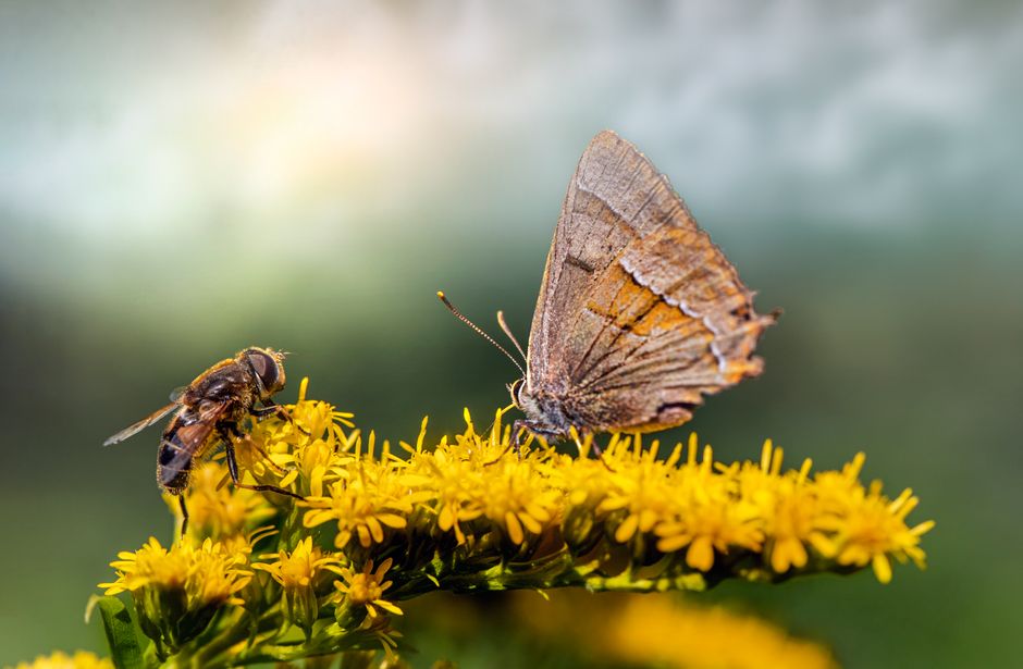 Close-up of a Brown Hairstreak butterfly and bee on yellow flowers, showcasing pollination.